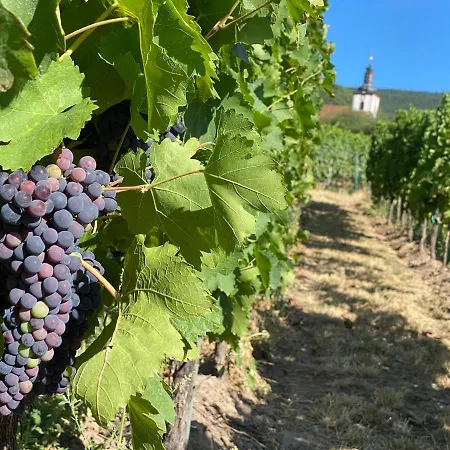 아파트 Fernblick Pfalz - Mit Sauna *