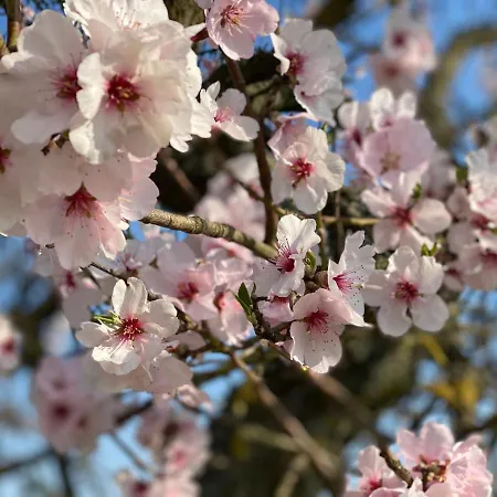 Fernblick Pfalz - Mit Sauna
