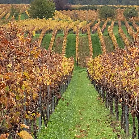 Fernblick Pfalz - Mit Sauna Apartment