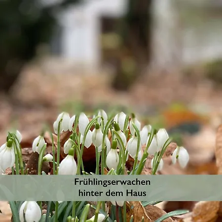 アパート Fernblick Pfalz - Mit Sauna