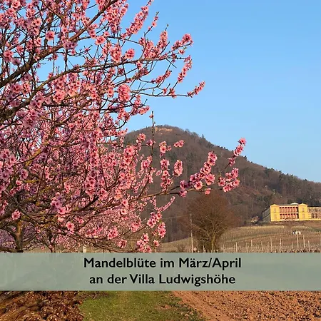 アパート Fernblick Pfalz - Mit Sauna *