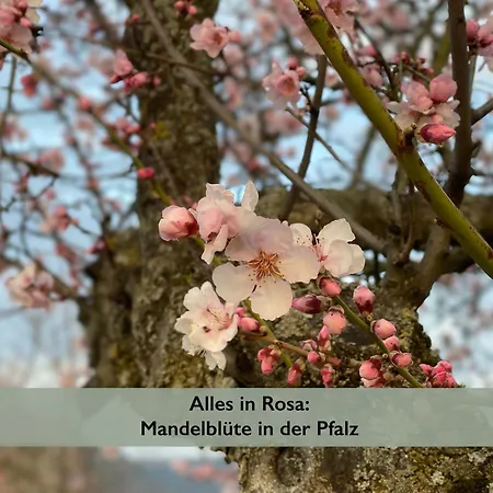 アパート Fernblick Pfalz - Mit Sauna