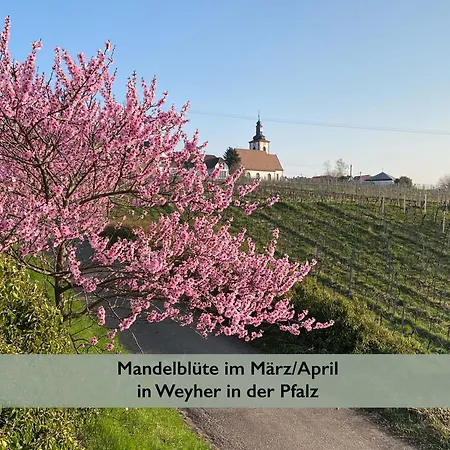 Fernblick Pfalz - Mit Sauna Weyher