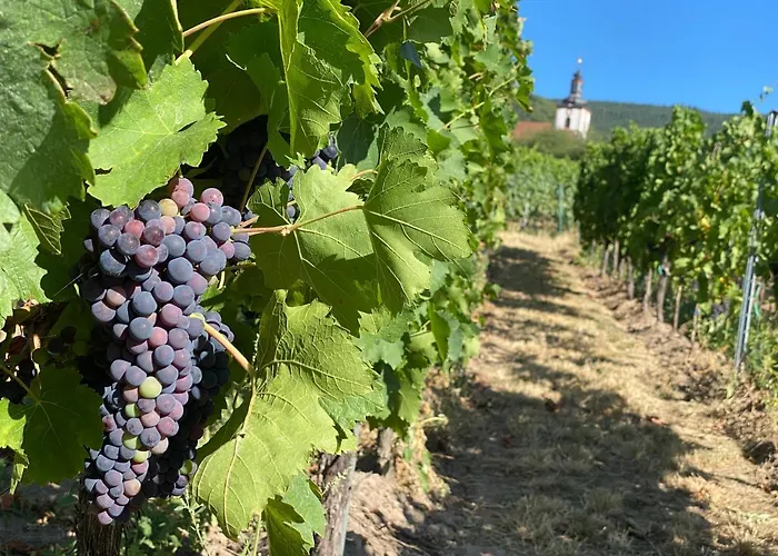 公寓 Fernblick Pfalz - Mit Sauna *